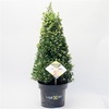 Ilex crenata 'Dark Green' cone 40-50cm