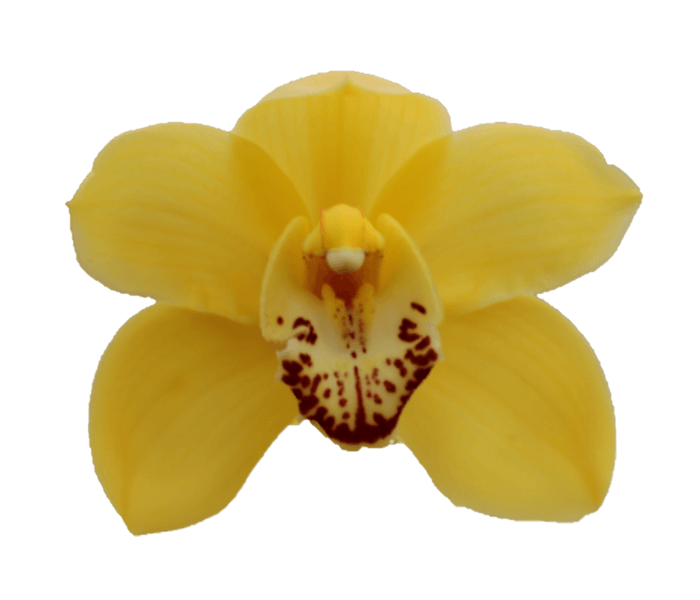 <h4>CYMB T MARBELLA</h4>