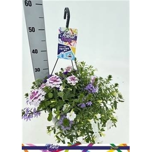 PERKPL GEM IN POT