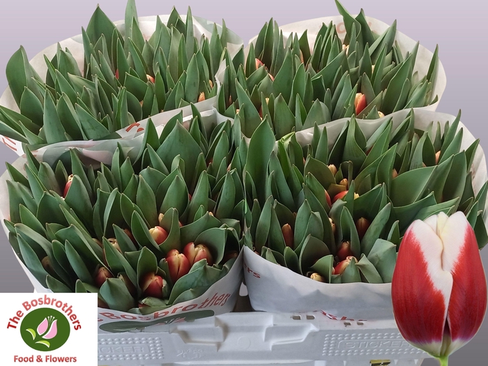 <h4>TU EN DE DIJK</h4>