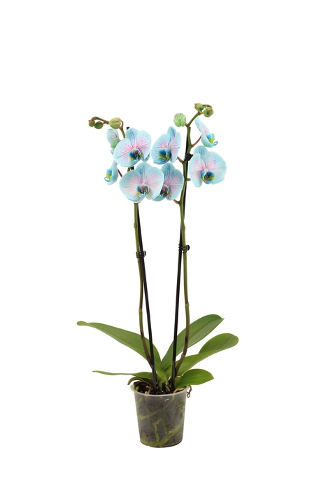 <h4>Phal I Am Bubblegum 2T14+</h4>