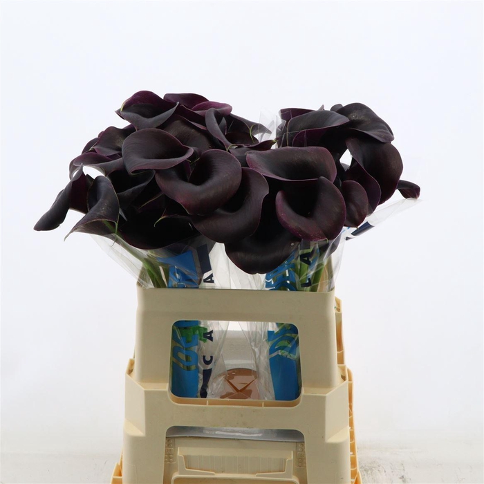 <h4>Calla Carrera</h4>