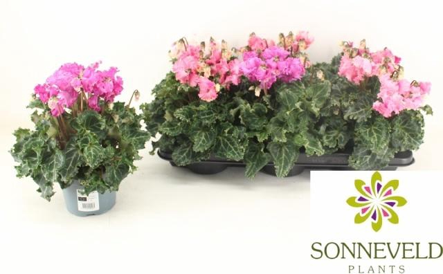 <h4>CYCL GR LAT PIPOCA</h4>