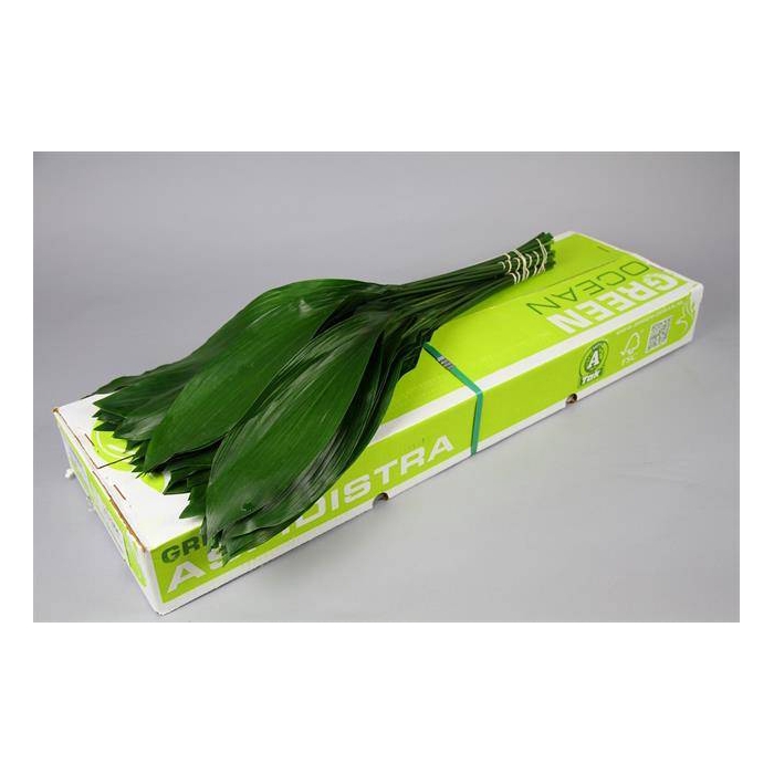<h4>ASPIDISTRA 80 CM GT GREEN OCEAN</h4>