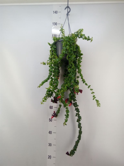 <h4>Aeschynanthus  'Rasta'</h4>