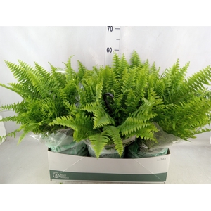 Nephrolepis exal. 'Green Moment'