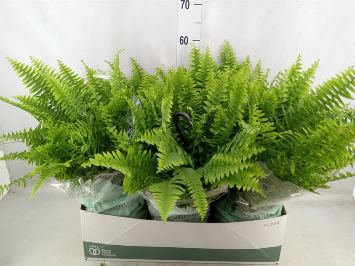 Nephrolepis exal. 'Green Moment'