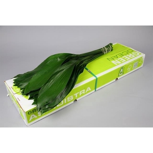 ASPIDISTRA  40 CM GT