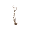 Syringa Branch Extra Beck