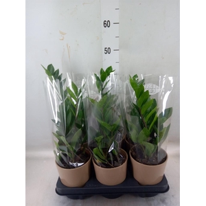 Zamioculcas zamiifolia