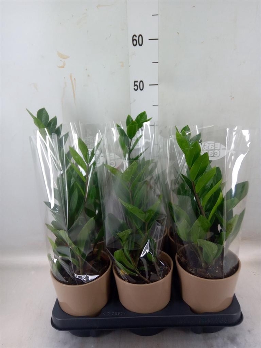<h4>Zamioculcas zamiifolia</h4>