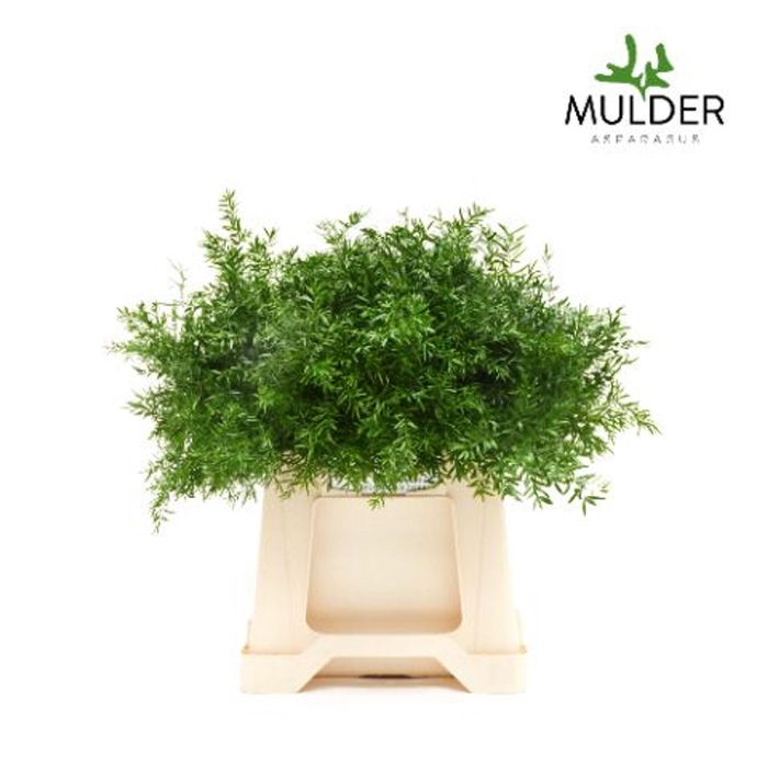 <h4>Asparagus dens. 'Cwebe'</h4>