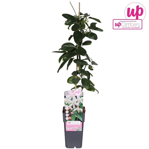 <h4>Clematis armandii Apple Blossom P15</h4>