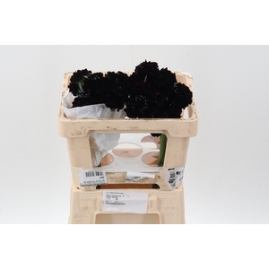 Scab Maraschino Cherry Bon Bon 50cm ECU