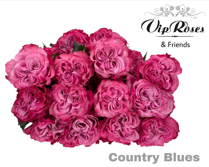 <h4>Rosa la country spirit blues</h4>