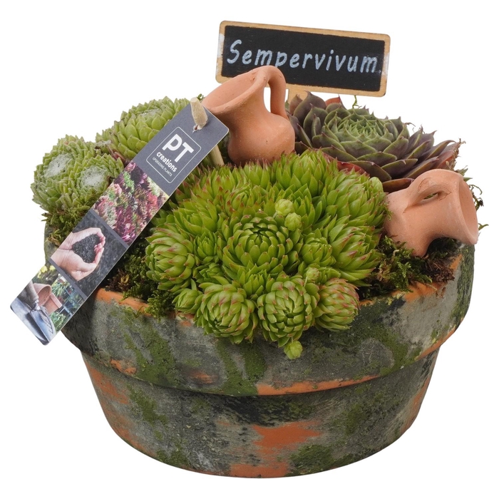 <h4>PTS7408 Arrangement Sempervivum in terracotta schaal</h4>