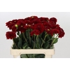 Dahlia Red Fox