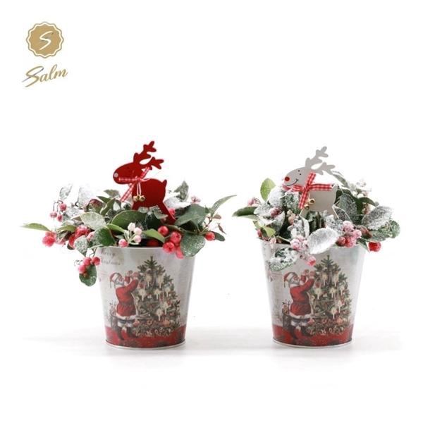 <h4>Gaultheria pr. 'Big Berry'® P10 in Zinc Santa + Reindeer + Snow</h4>