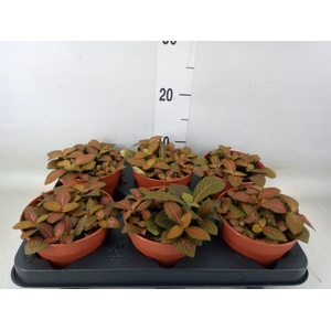 Fittonia verschaf. 'Joly Josan'