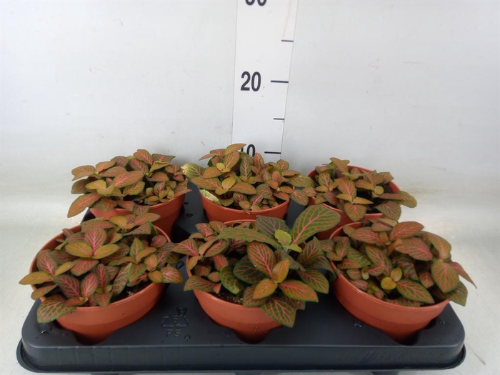 <h4>Fittonia verschaf. 'Joly Josan'</h4>