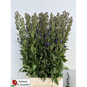 Aconitum Car Arendsii
