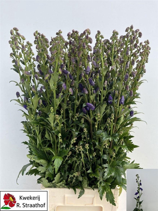 <h4>Aconitum Car Arendsii</h4>