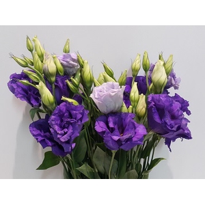 Lisianthus Purple (Farm Fresh) p/bunch)