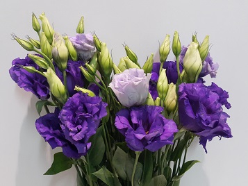 Lisianthus Purple (Farm Fresh) p/bunch)