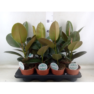 Ficus elastica 'Robusta'
