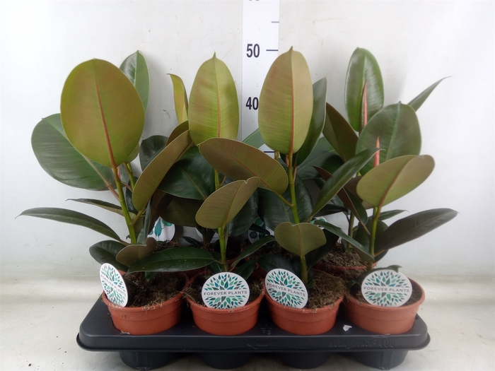 <h4>Ficus elastica 'Robusta'</h4>