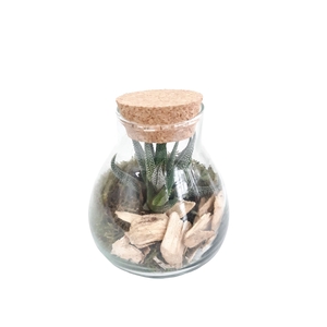 Arr.   Kamerplant Groen L%