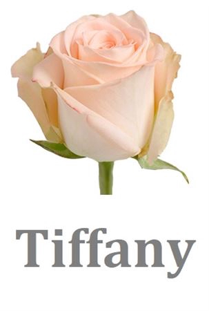 R Gr Tiffany