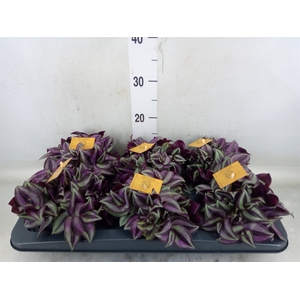Tradescantia zebr. 'Purpusii'