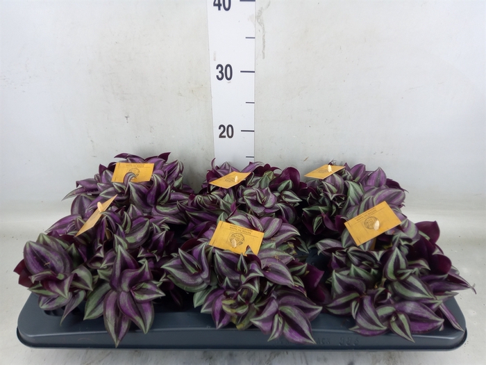 <h4>Tradescantia zebr. 'Purpusii'</h4>