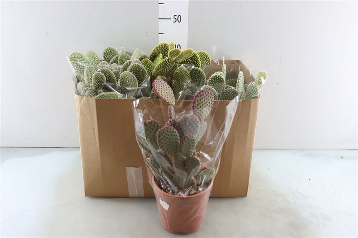 <h4>Opuntia Microdasys Gemengd</h4>