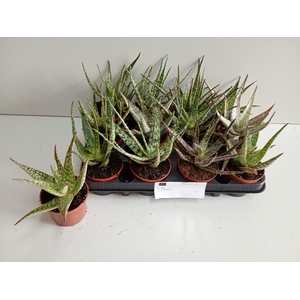 ALOE GEM