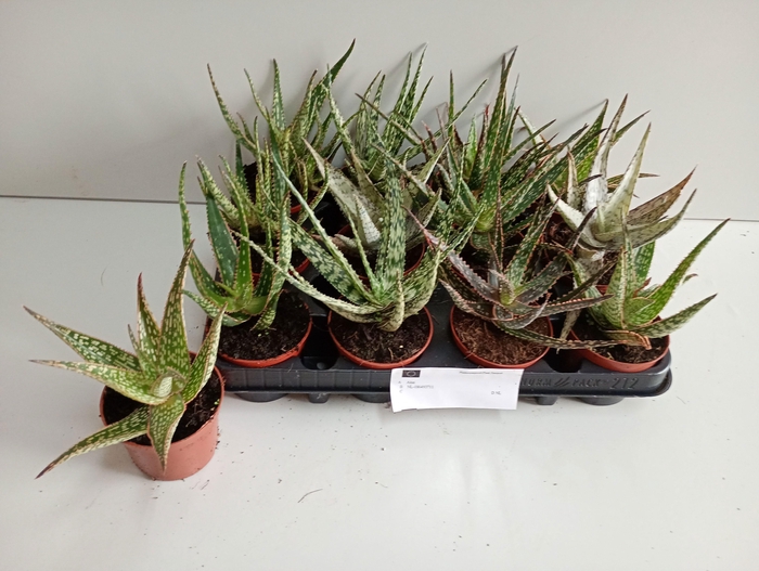<h4>ALOE GEM</h4>