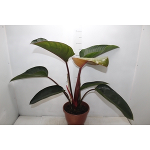 PHILODENDRON ROJO CONGO P24