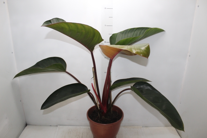 PHILODENDRON ROJO CONGO P24