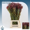 Leucadendron Safari Sunset