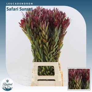 Leucadendron Safari Sunset
