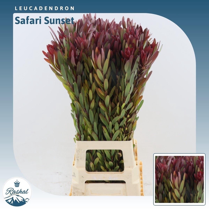 <h4>Leucadendron Safari Sunset</h4>