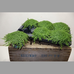 Soleirolia Soleiroli