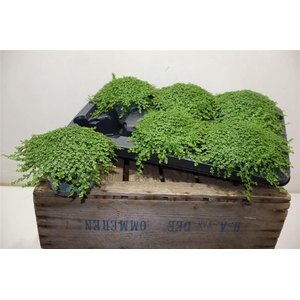 Soleirolia Soleiroli