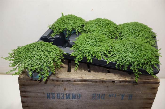 <h4>Soleirolia Soleiroli</h4>