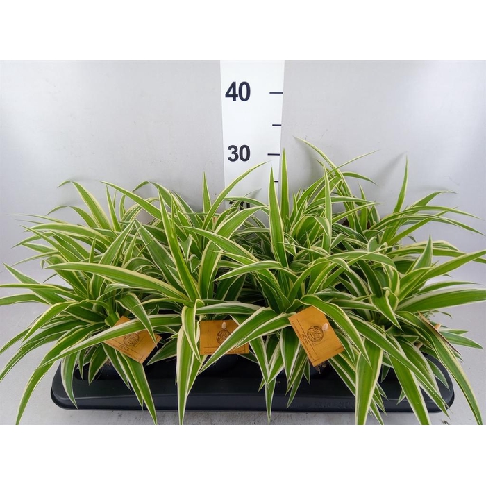 <h4>Chlorophytum com. 'Ocean'</h4>