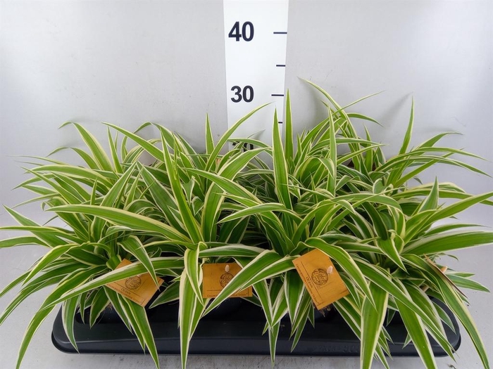 Chlorophytum com. 'Ocean'