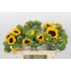 Helianthus Orange Fire