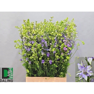 Consolida Q Violet Lilac