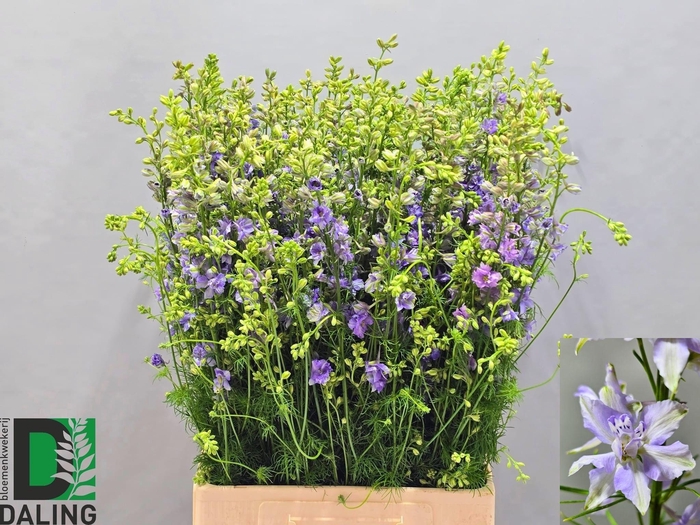 <h4>Consolida Q Violet Lilac</h4>